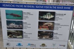 galerija-slika-2017-izlet-rheinfall-schaffhausen-051